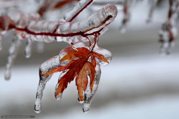 Ветки во льду