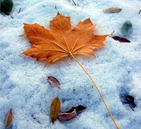 Осенние листья в снегу