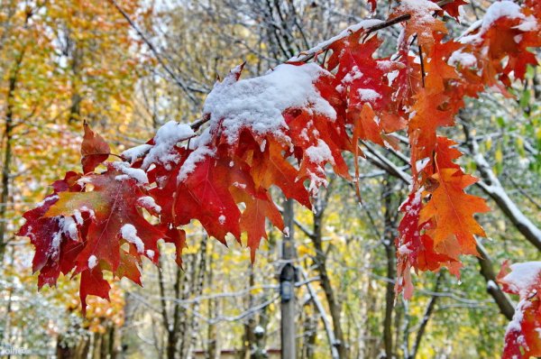 Кленовые листья в снегу