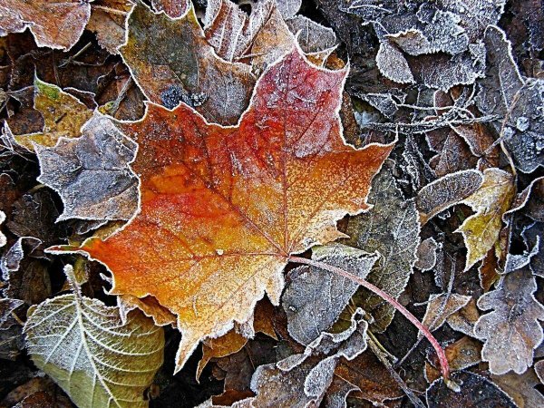 Кленовые листья в инее