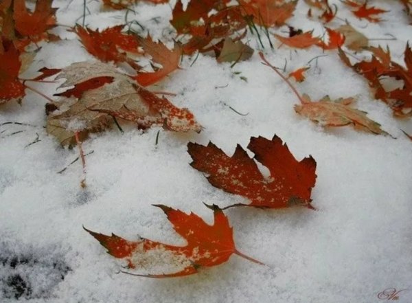 Сухие листья под снегом