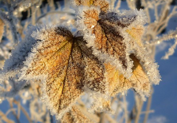 Морозная осень