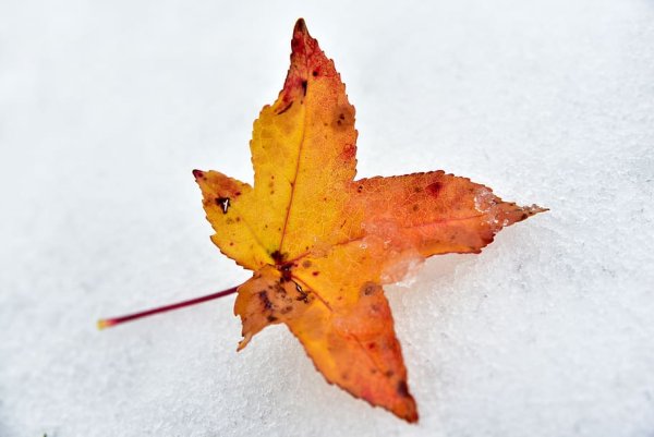 Желтые листья и снег