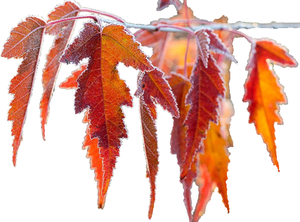 Ноябрь на прозрачном фоне