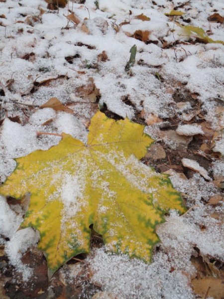 Первый осенний снег