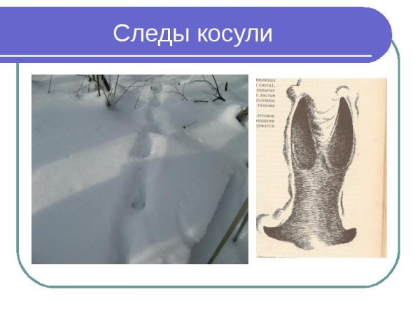 Следы косули на снегу