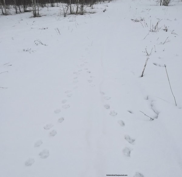 Следы косули на снегу
