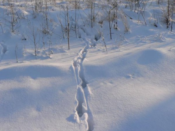 Следы косули