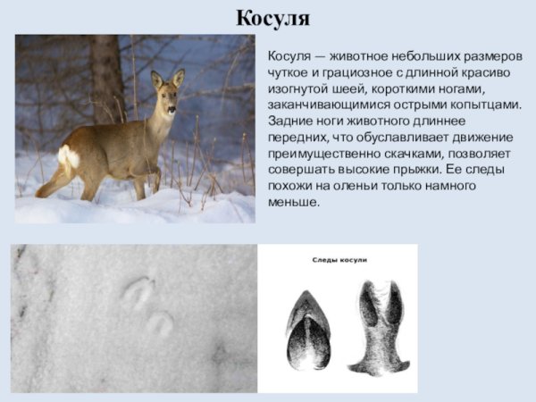 Следы косули