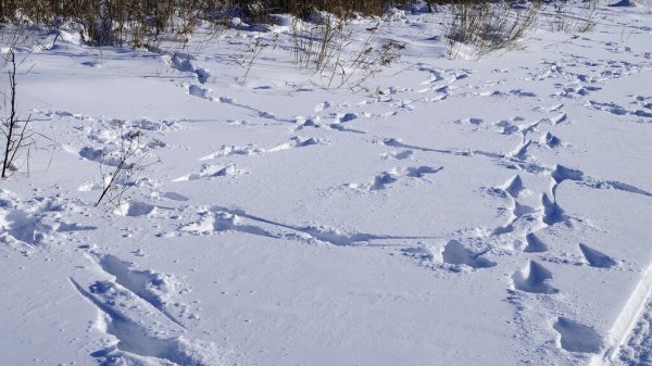 Следы косули на снегу