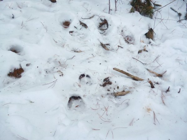 Следы лося на снегу