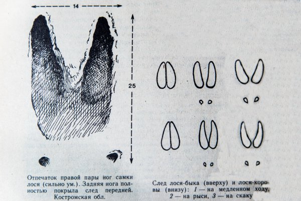 Следы лося и лосихи различия