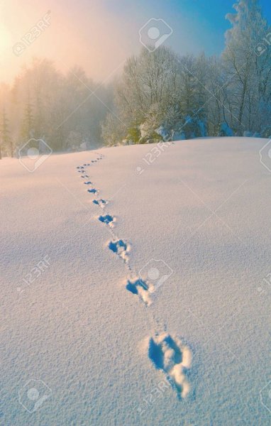 Следы косули на Глубоком снегу
