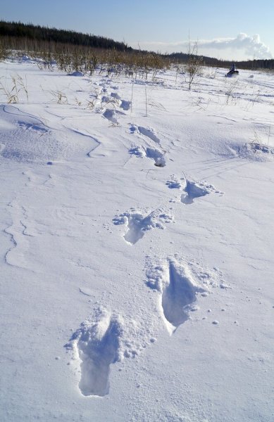 Следы косули на снегу