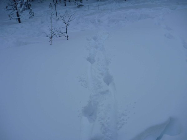 Следы косули на Глубоком снегу