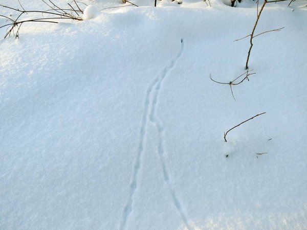 Следы ПАЛЕФКИ на снегу