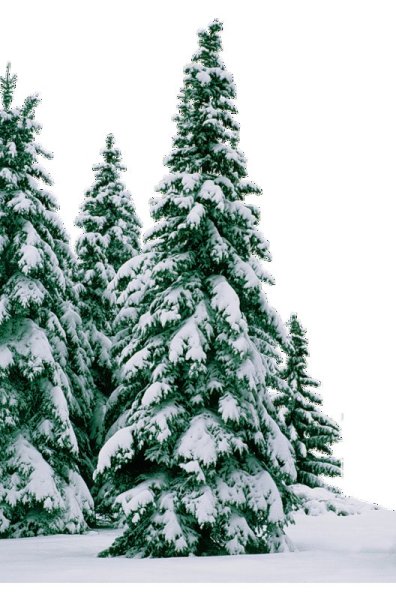 Прозрачный фон ель в лесу зимой