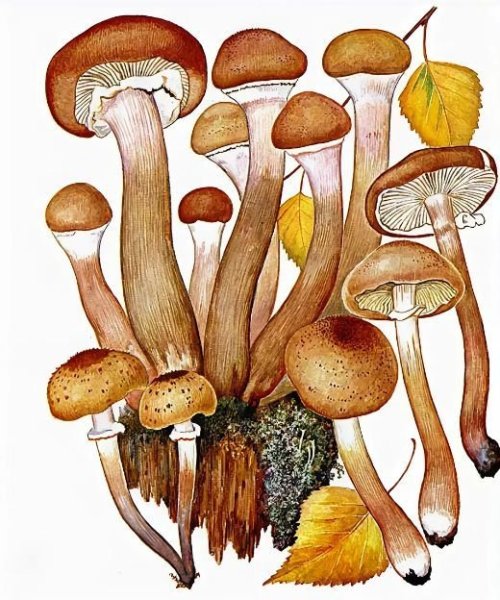 Опёнок осенний рисунок