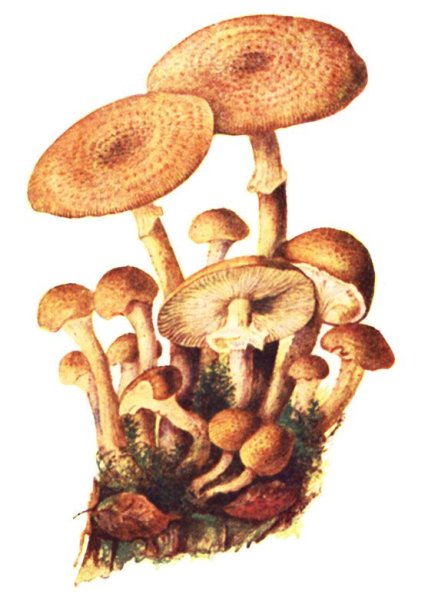 Опёнок осенний рисунок