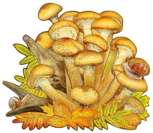 Опята картинка для детей