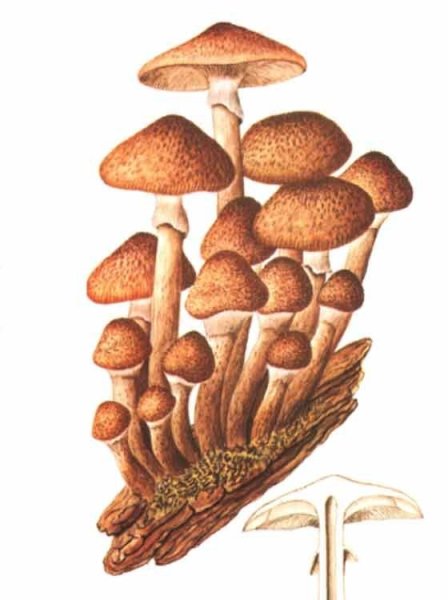 Грибы опята для детей