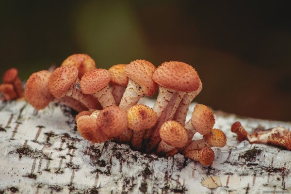 Осенние зимние опята