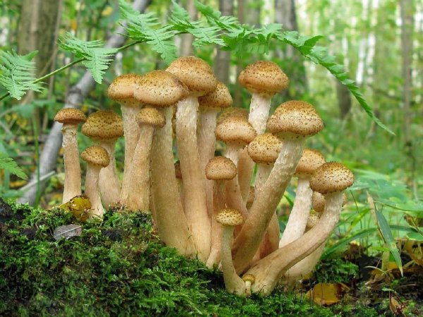 Опёнок осенний (Armillaria mellea)на дубе