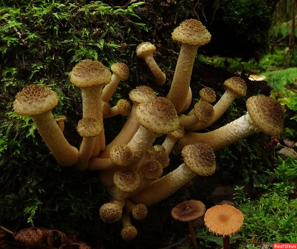 Армиллярия – опята темные