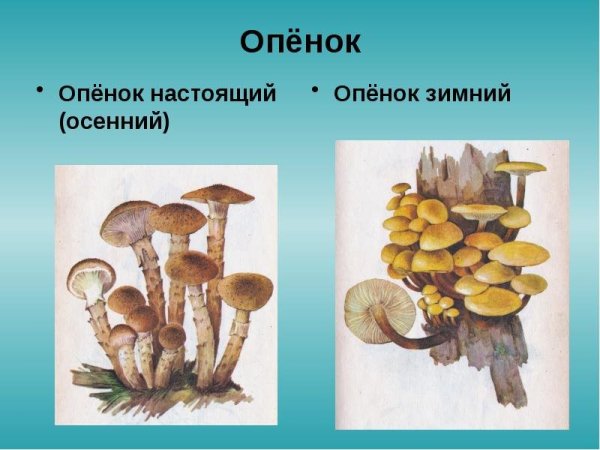 Опёнок осенний рисунок