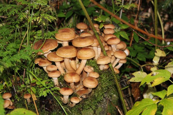 Опёнок осенний (Armillaria mellea)