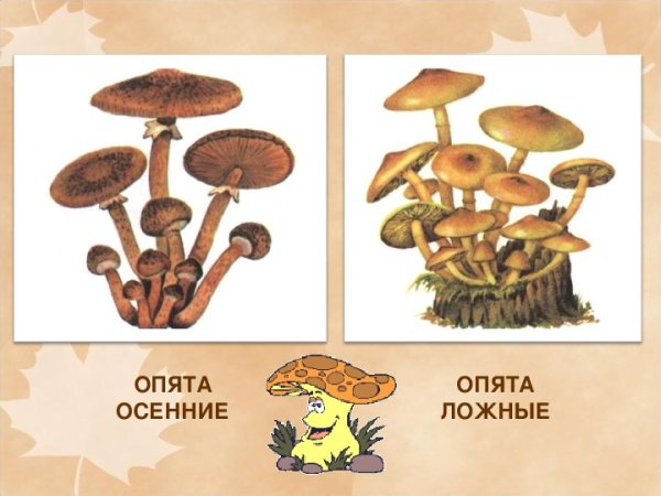 Опёнок осенний съедобный и несъедобный