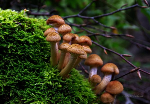 Опенок осенний Луговой