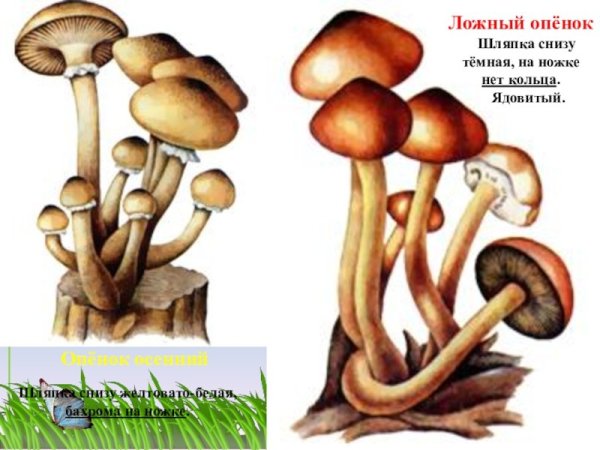 Опёнок осенний ложный ОПЕНОЕ