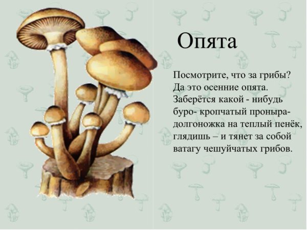 Характеристика гриба опята