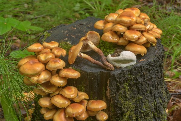 Еловые опята съедобные