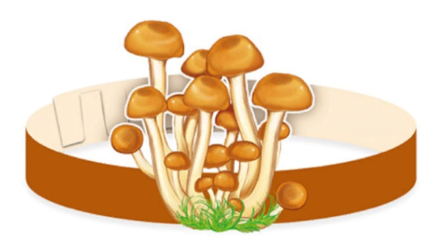Раскраска грибы осенью - 62 фото