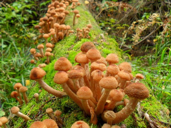 Опята Лесные пеньковые