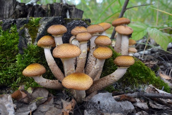 Опята Лесные пеньковые