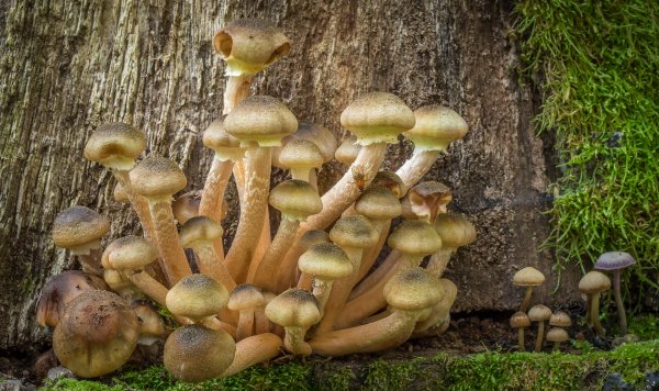 Лесные опята ложные