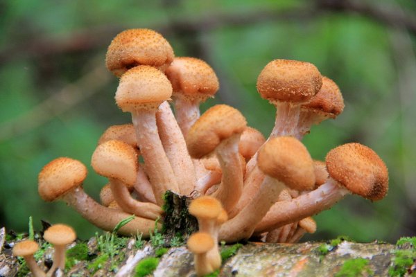 Грибы Калининградской области опята