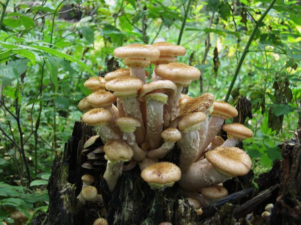 Лесные опята