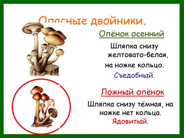 Картинки гриб опенок осенний для детей (66 фото) » Картинки и статусы про  окружающий мир вокруг