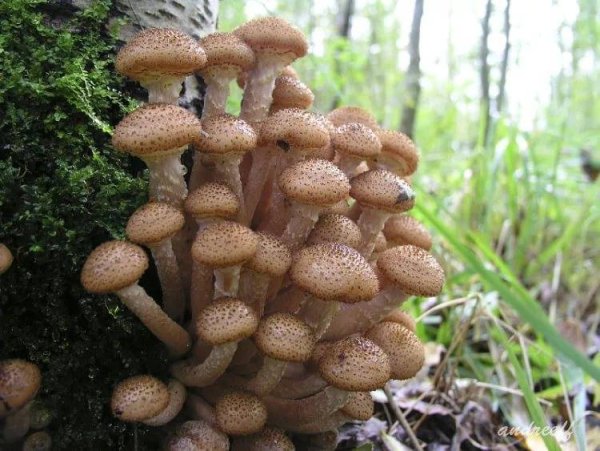 Грибы Ленинградской области опята