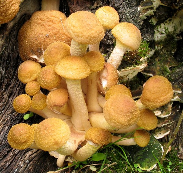 Белые опята съедобные