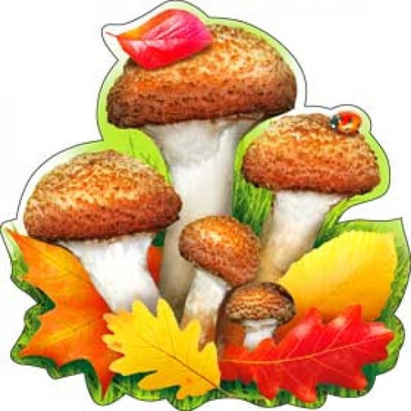 «Грибы для белки» (Комарова, с.36)