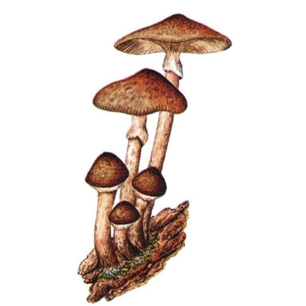 Карточки грибы опята для детей