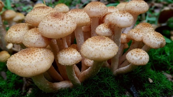 1. Armillaria mellea – опенок осенний