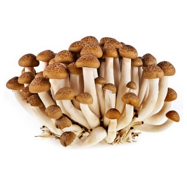 Опята грибы