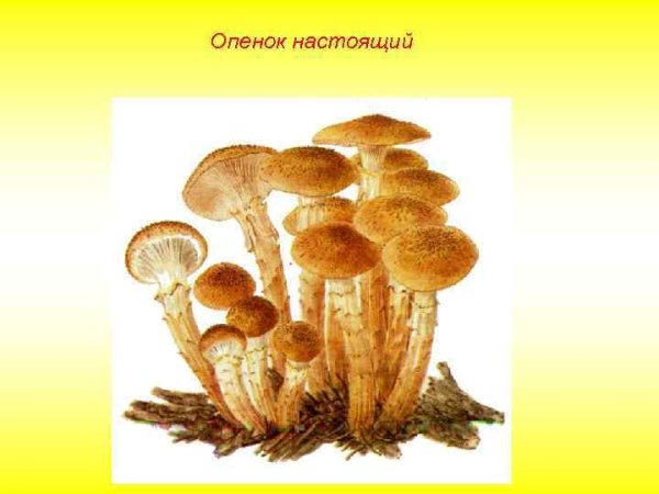 Грибы опята для детей