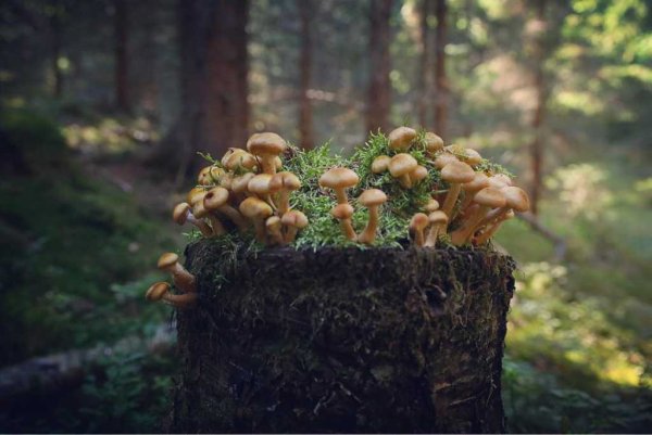 1. Armillaria mellea – опенок осенний